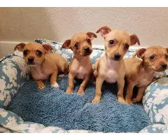 4 Chiweenie puppies left - 2