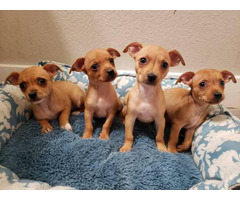 4 Chiweenie puppies left