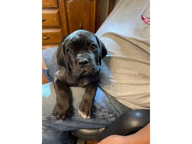 All black purebred Cane Corso puppies