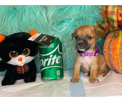 7 weeks old Chiweenie Puppies for sale