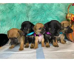 7 weeks old Chiweenie Puppies for sale - 16