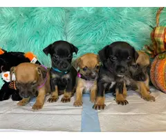 7 weeks old Chiweenie Puppies for sale - 17