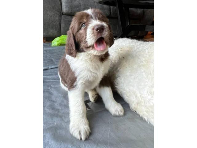 4 Newfoundland And Poodle Mix Puppies Lansing Puppies For Sale Near Me   114390 