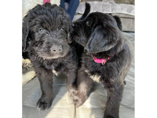 4 Newfoundland And Poodle Mix Puppies Lansing Puppies For Sale Near Me   114392 