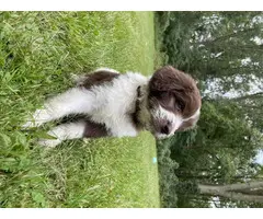 4 Newfoundland and Poodle Mix Puppies