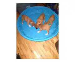 4 Fawn and White Boxer puppies for sale