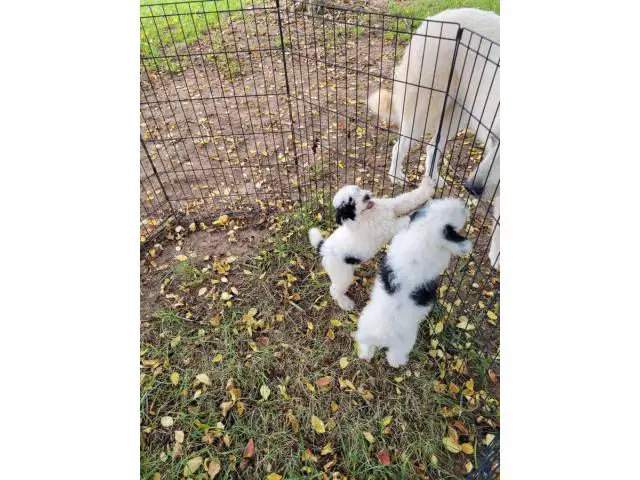 3 Aussiedoodle puppies for sale - 1/4