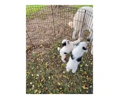 3 Aussiedoodle puppies for sale