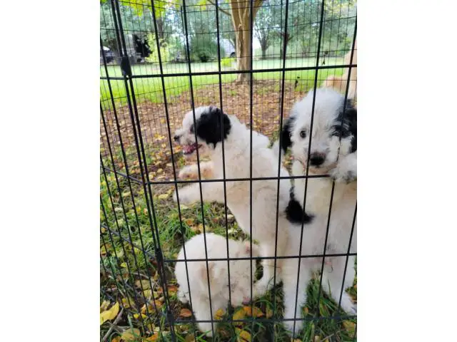 3 Aussiedoodle puppies for sale - 2/4