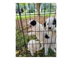 3 Aussiedoodle puppies for sale - 2