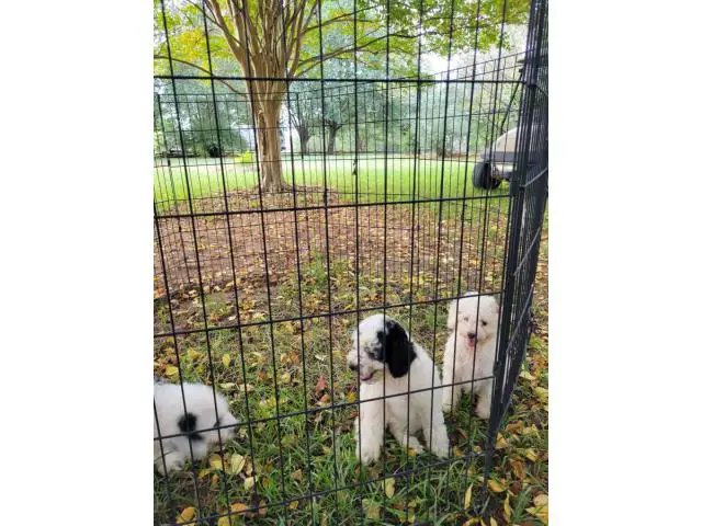3 Aussiedoodle puppies for sale - 4/4