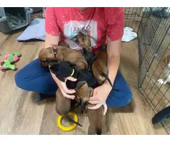 5 Beautiful Dachshund Puppies for sale