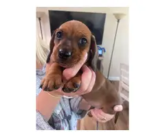 5 Beautiful Dachshund Puppies for sale
