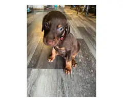 6 Dobie pinscher puppies for sale