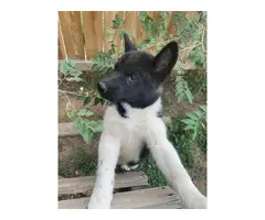 Purebred Akita puppies for sale