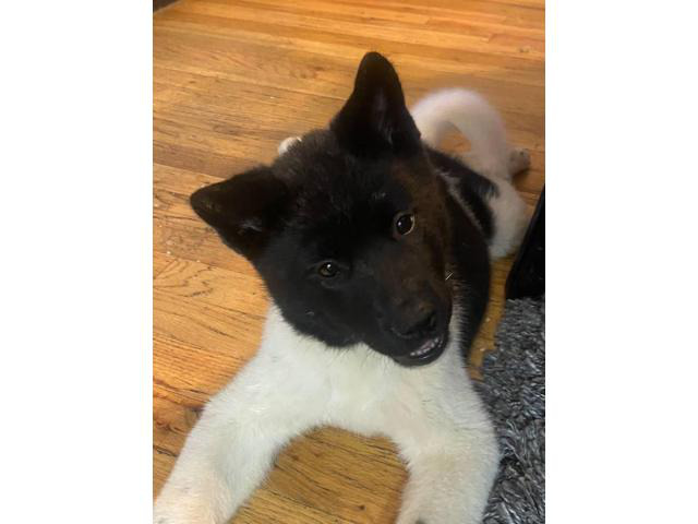 Purebred Akita puppies for sale Denver - Puppies for Sale Near Me