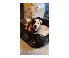 Playful Pitbull mix puppy - 3