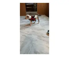 Playful Pitbull mix puppy - 4