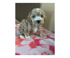 7 weeks old Cockapoo puppies for sale