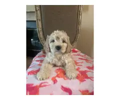 7 weeks old Cockapoo puppies for sale - 2