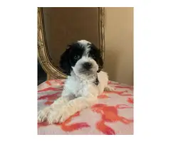 7 weeks old Cockapoo puppies for sale - 3
