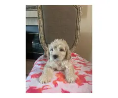 7 weeks old Cockapoo puppies for sale - 4
