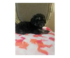 7 weeks old Cockapoo puppies for sale - 5