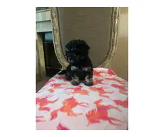 7 weeks old Cockapoo puppies for sale - 6