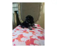 7 weeks old Cockapoo puppies for sale - 7