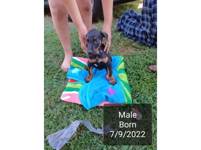 Male and female full blooded Doberman puppies