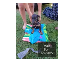 Male and female full blooded Doberman puppies - 1