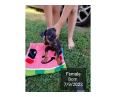 Male and female full blooded Doberman puppies - 2