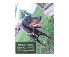 Male and female full blooded Doberman puppies - 4
