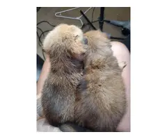 6 PomChi puppies needing a new home