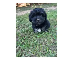 3 Akc registered havanese puppies for sale
