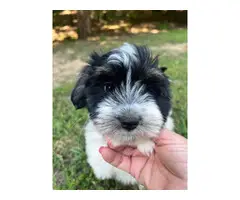 3 Akc registered havanese puppies for sale