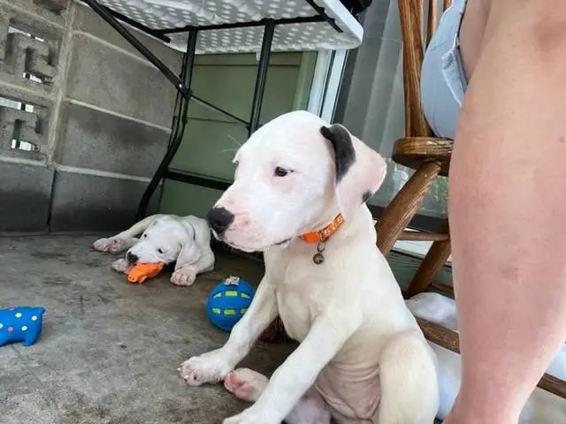 Dogo Argentino Puppies for Sale - 1/6