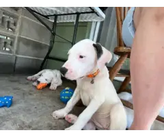 Dogo Argentino Puppies for Sale