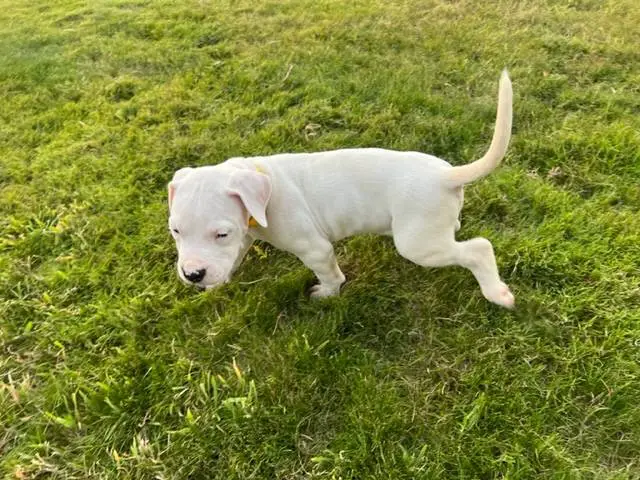 Dogo Argentino Puppies for Sale - 3/6