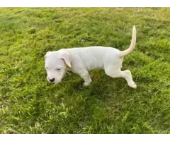 Dogo Argentino Puppies for Sale - 3