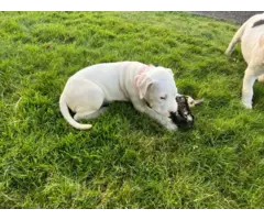 Dogo Argentino Puppies for Sale - 4