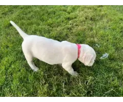 Dogo Argentino Puppies for Sale - 5