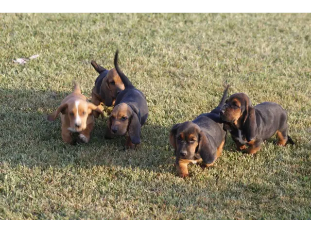 9 Basset Hound puppies for sale - 1/8