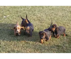 9 Basset Hound puppies for sale