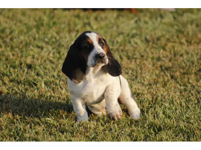 9 Basset Hound puppies for sale - 2/8