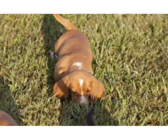 9 Basset Hound puppies for sale - 3
