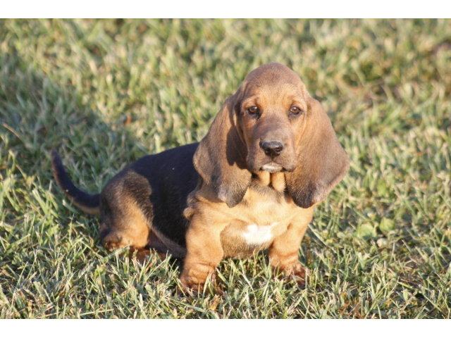 9 Basset Hound puppies for sale Kirksville - Puppies for Sale Near Me