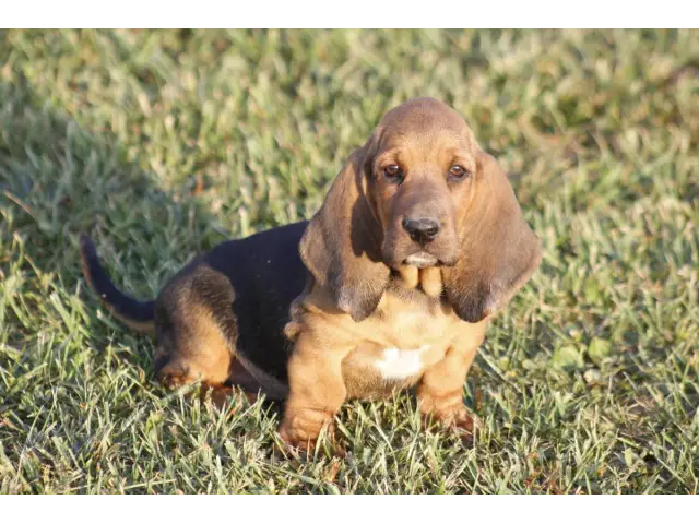 9 Basset Hound puppies for sale - 4/8