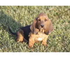 9 Basset Hound puppies for sale - 4