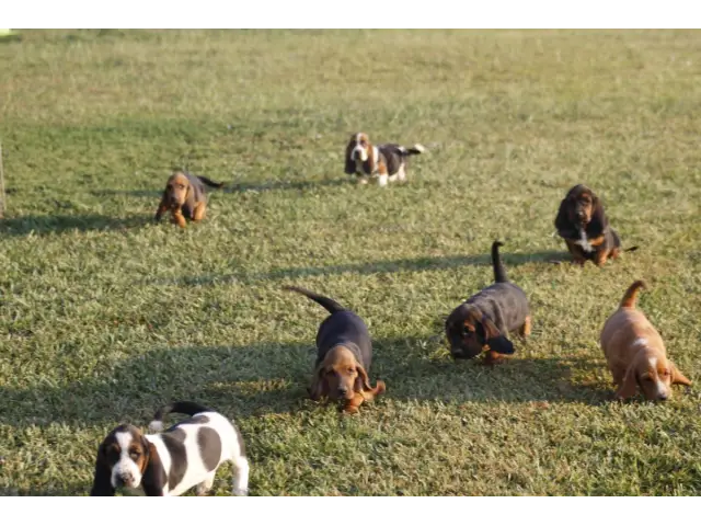 9 Basset Hound puppies for sale - 5/8
